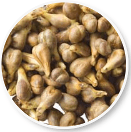 Beliv Grape Seed Extract - Powerful Antioxidant for Skin Health and Anti-Aging